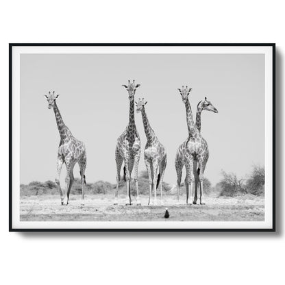 Giraffes Framed Art