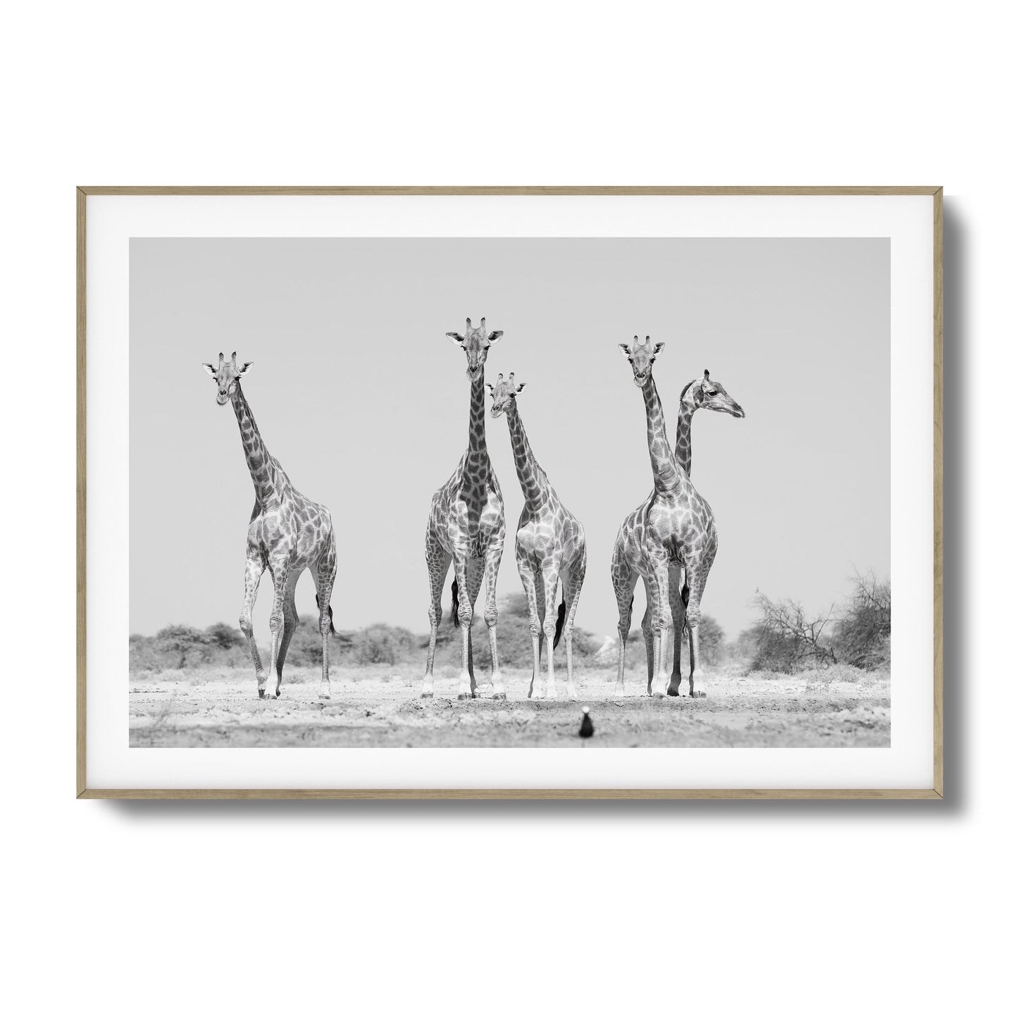 Giraffes Framed Art