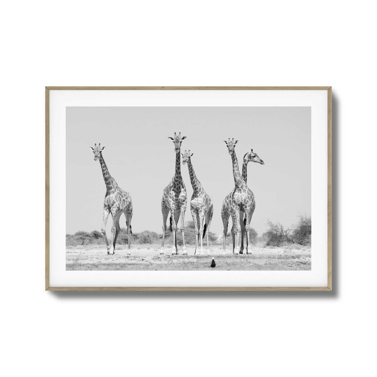 Giraffes Framed Art