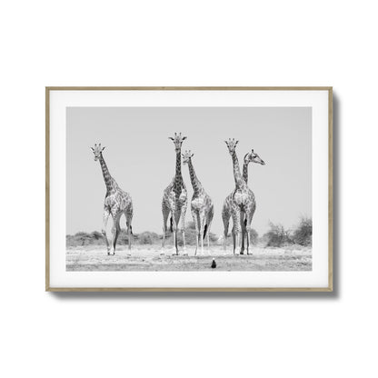 Giraffes Framed Art