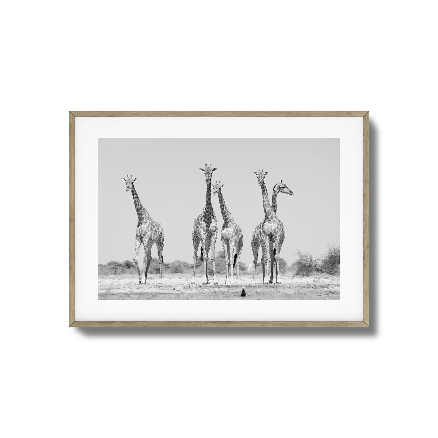 Giraffes Framed Art