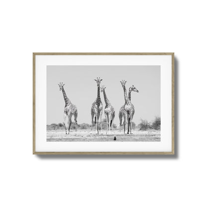 Giraffes Framed Art