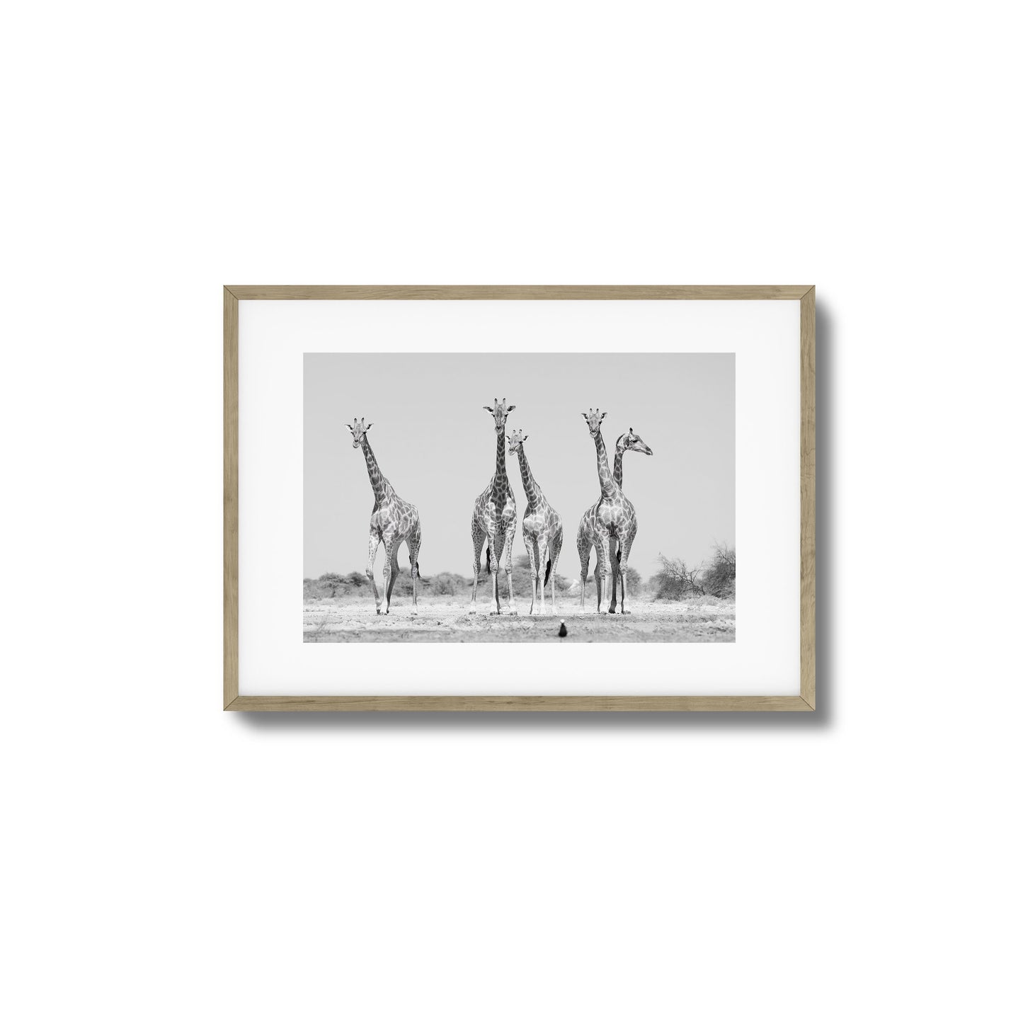 Giraffes Framed Art