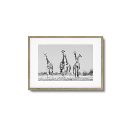 Giraffes Framed Art