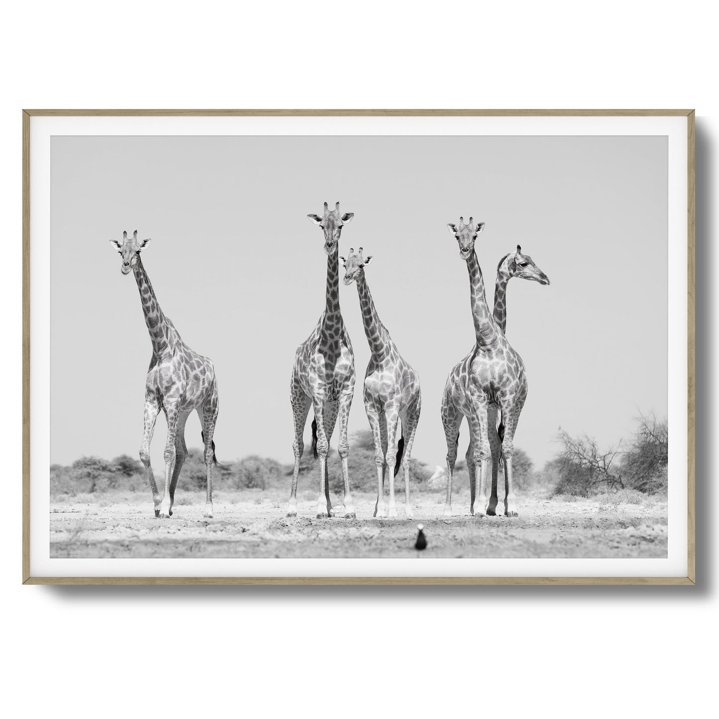 Giraffes Framed Art