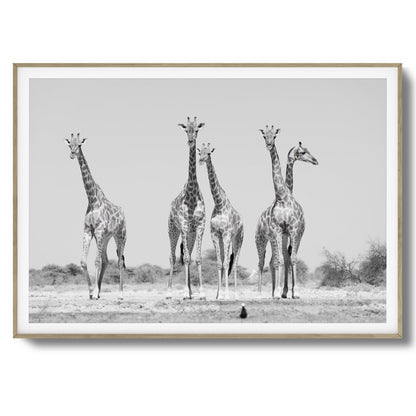Giraffes Framed Art