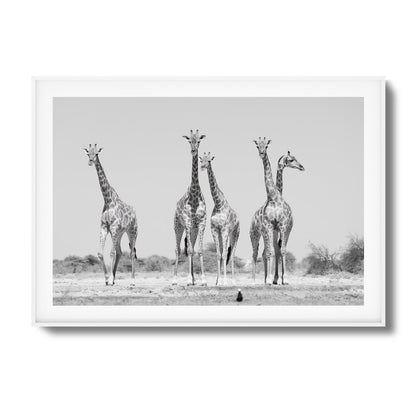 Giraffes Framed Art