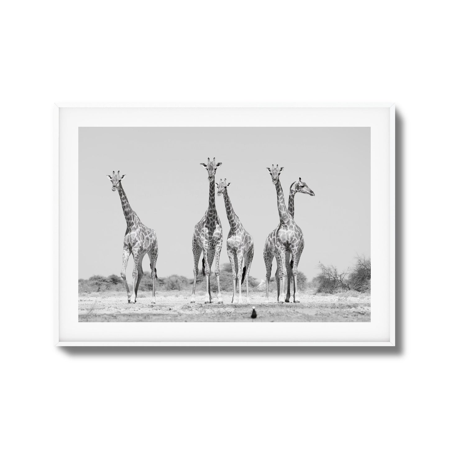Giraffes Framed Art