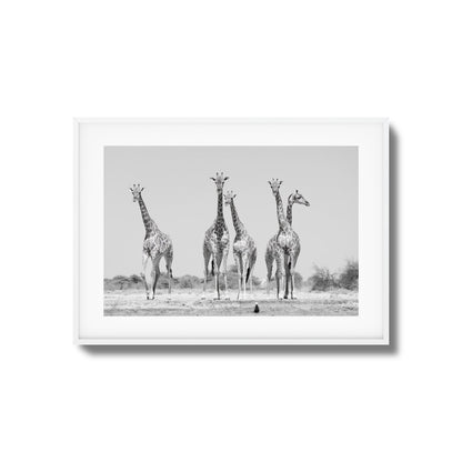 Giraffes Framed Art