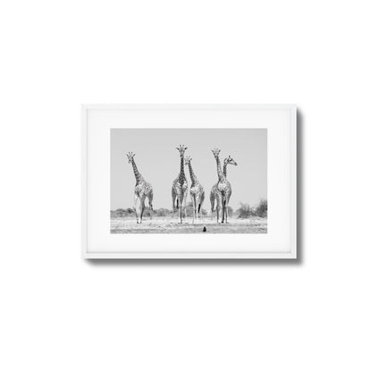 Giraffes Framed Art