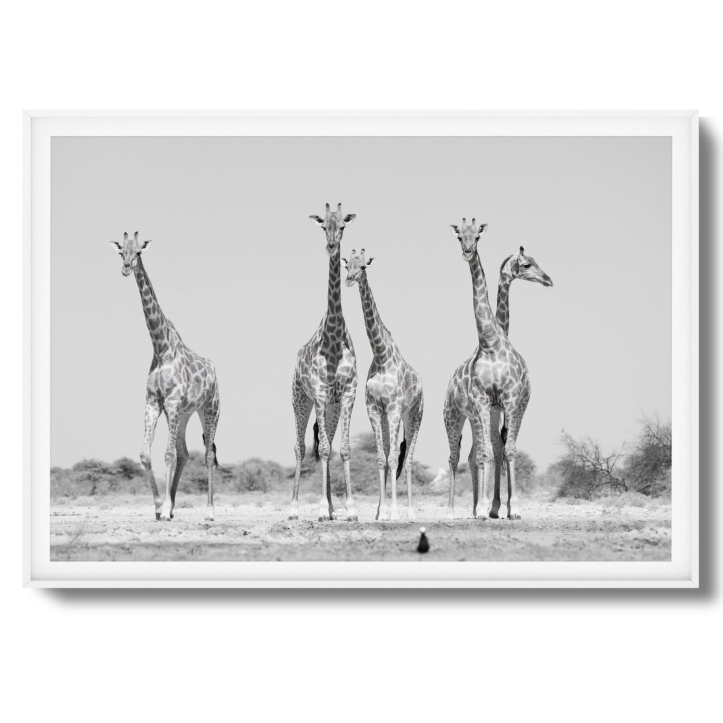 Giraffes Framed Art