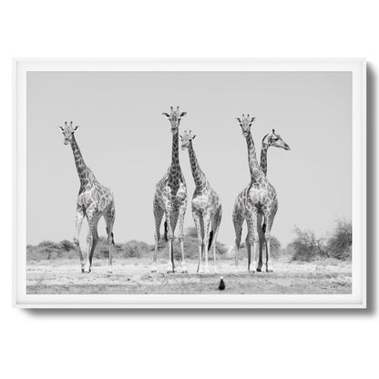 Giraffes Framed Art