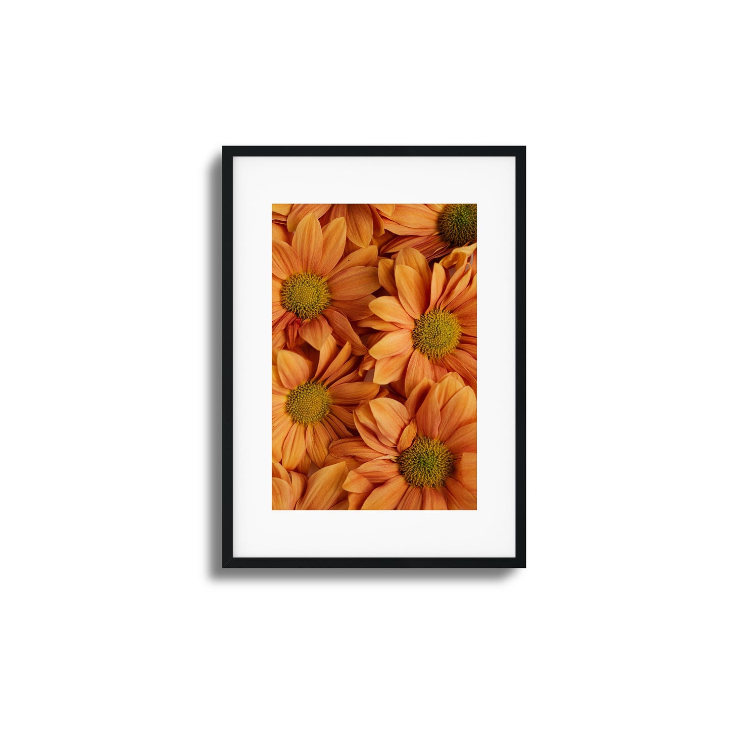 Close-up of golden-orange chrysanthemums with vibrant petals and green centers.