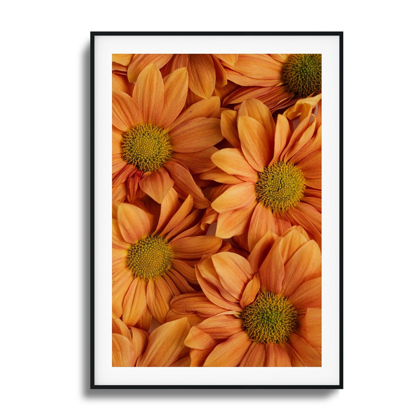 Close-up of golden-orange chrysanthemums with vibrant petals and green centers.