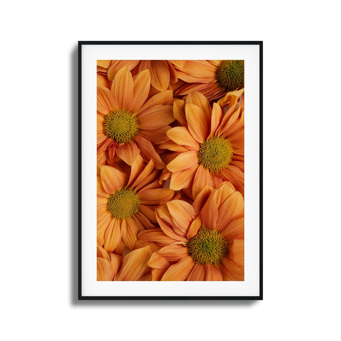 Close-up of golden-orange chrysanthemums with vibrant petals and green centers.