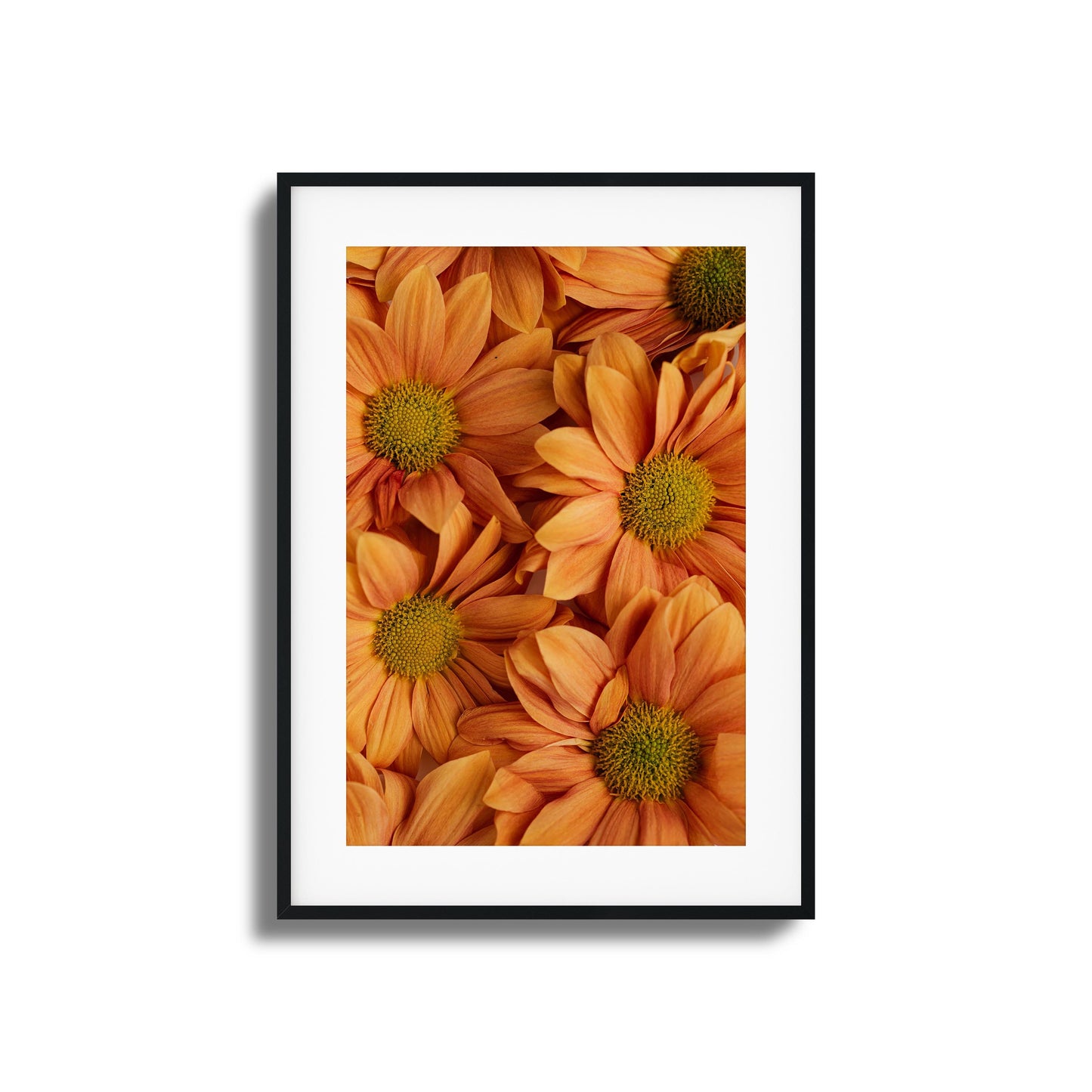 Close-up of golden-orange chrysanthemums with vibrant petals and green centers.