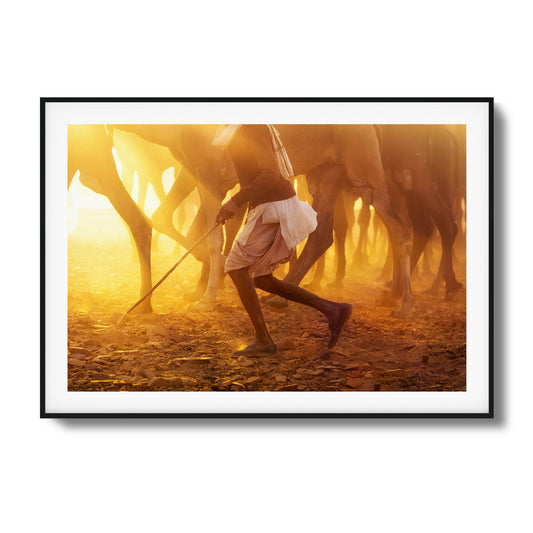 Person walking among camels in golden light