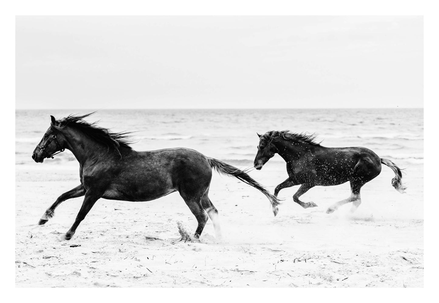 Horses on Beach Black and White Framed Art