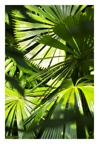 Jungle Light Framed Art