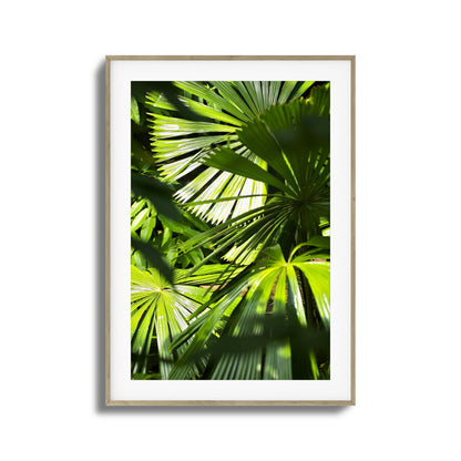 Jungle Light Framed Art