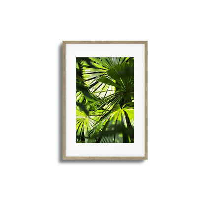 Jungle Light Framed Art