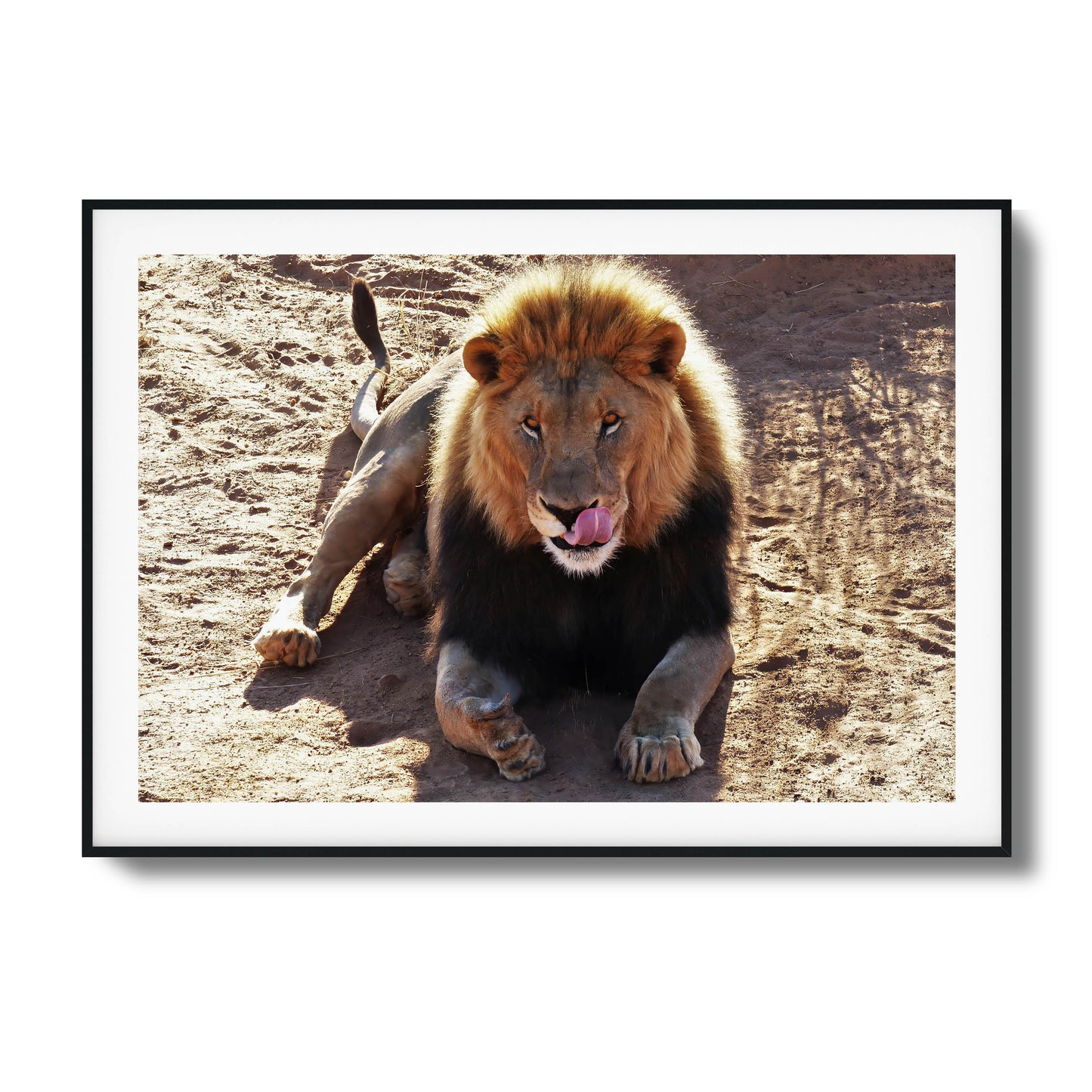 Lion resting on the ground