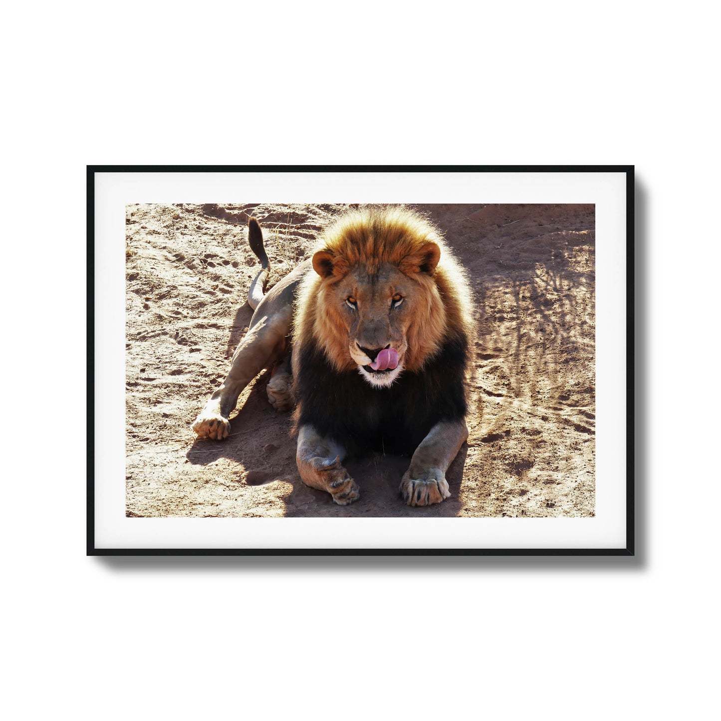 Lion resting on the ground