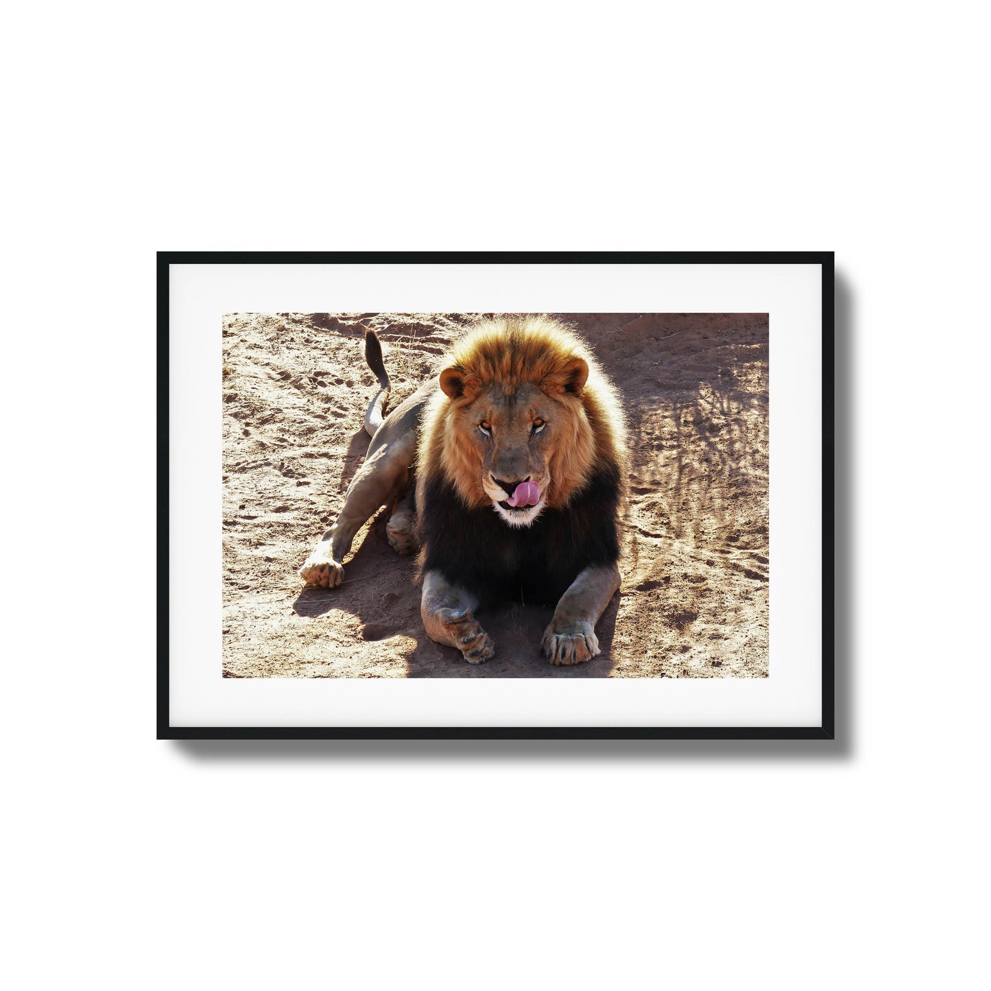 Lion resting on the ground