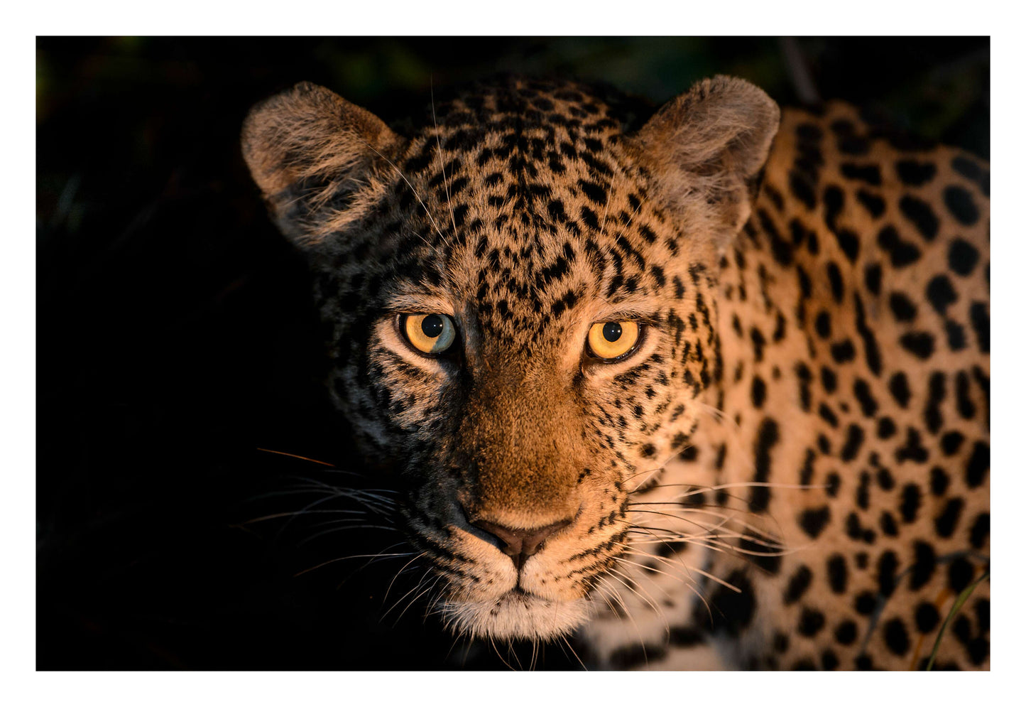 Leopard Gaze Framed Art