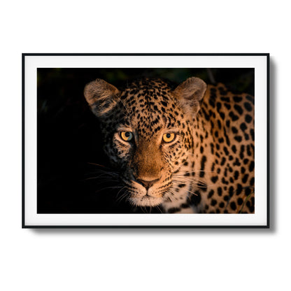 Leopard Gaze Framed Art - Assure Spark