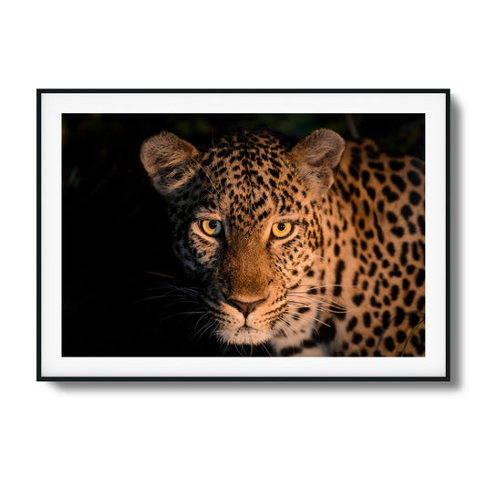 Leopard Gaze Framed Art - Assure Spark