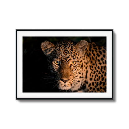 Leopard Gaze Framed Art