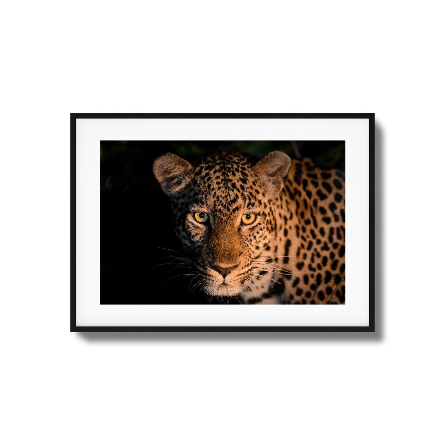 Leopard Gaze Framed Art