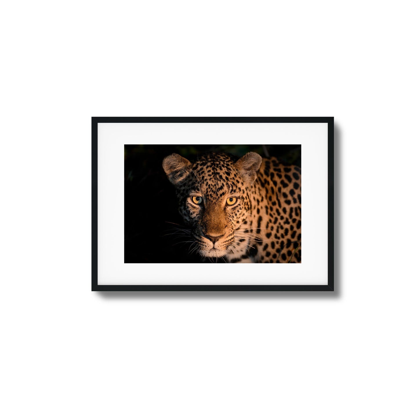 Leopard Gaze Framed Art
