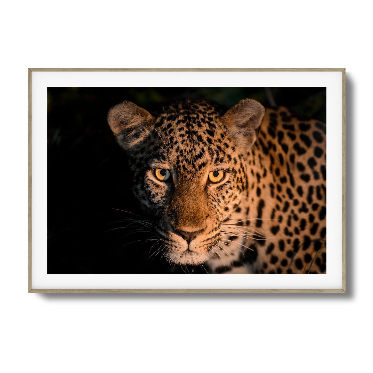 Leopard Gaze Framed Art