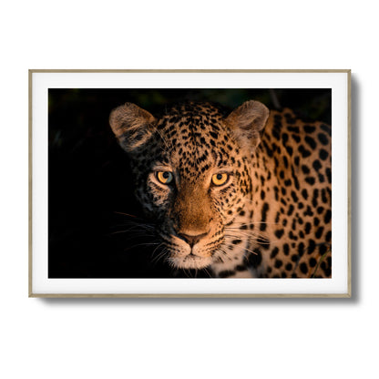 Leopard Gaze Framed Art