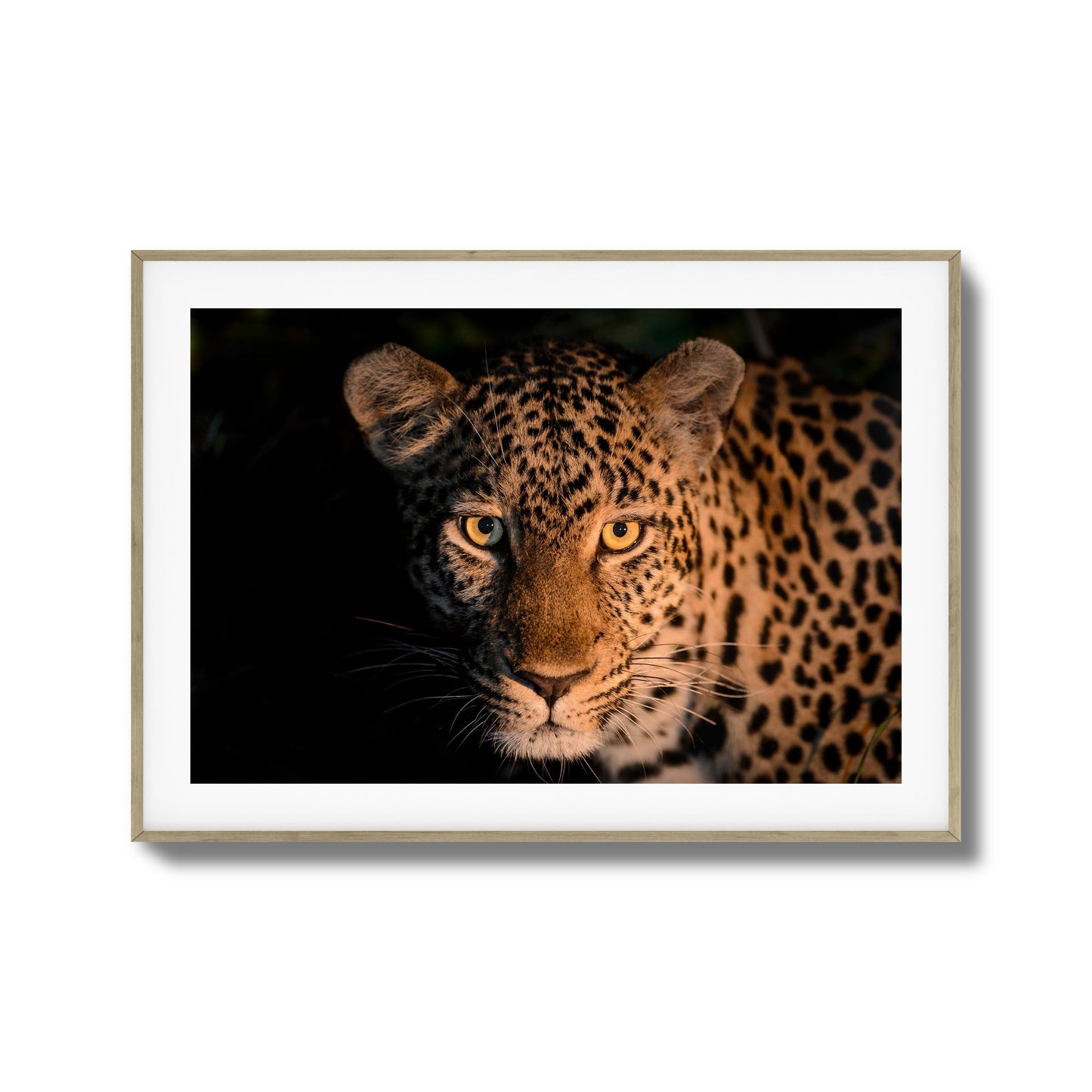 Leopard Gaze Framed Art