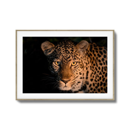 Leopard Gaze Framed Art