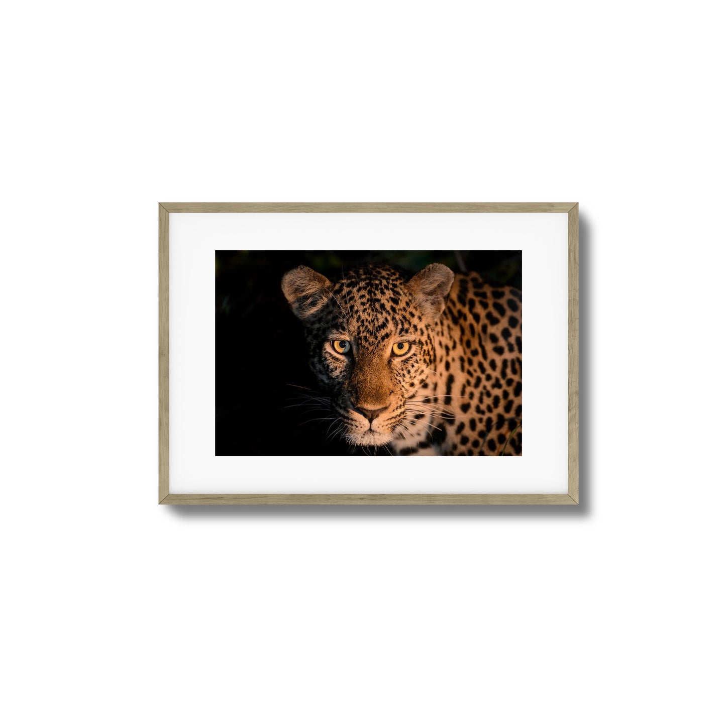 Leopard Gaze Framed Art