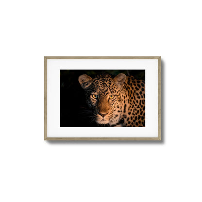 Leopard Gaze Framed Art