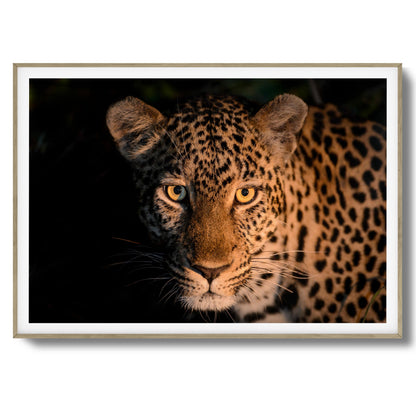 Leopard Gaze Framed Art