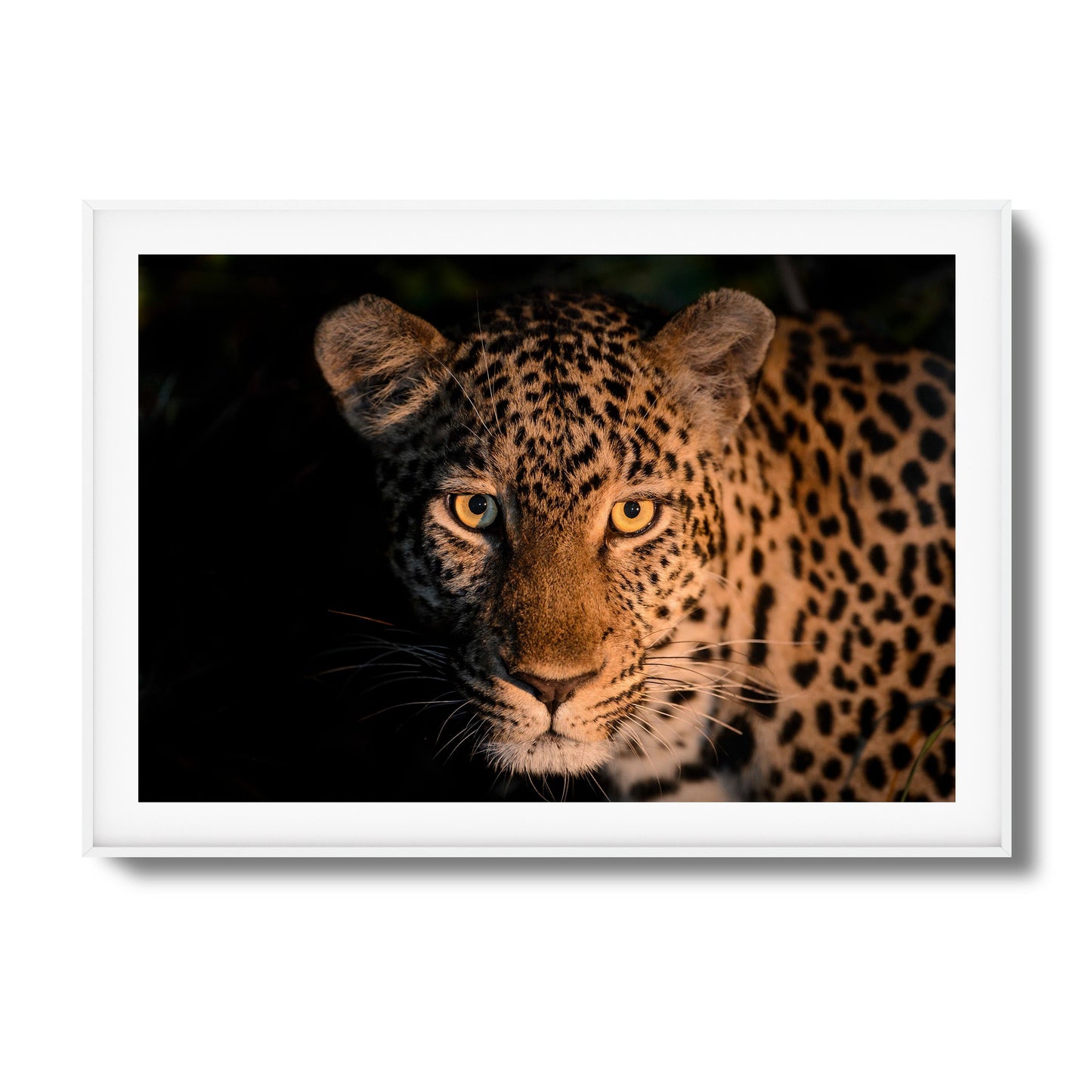 Leopard Gaze Framed Art
