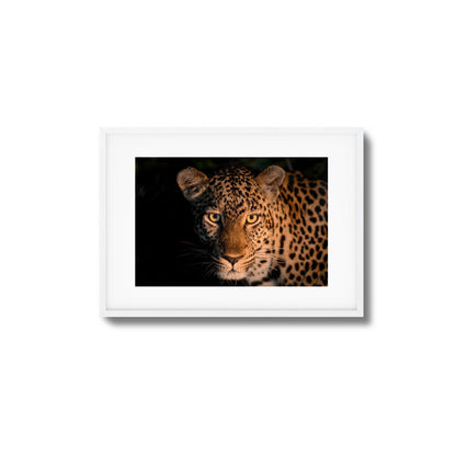 Leopard Gaze Framed Art