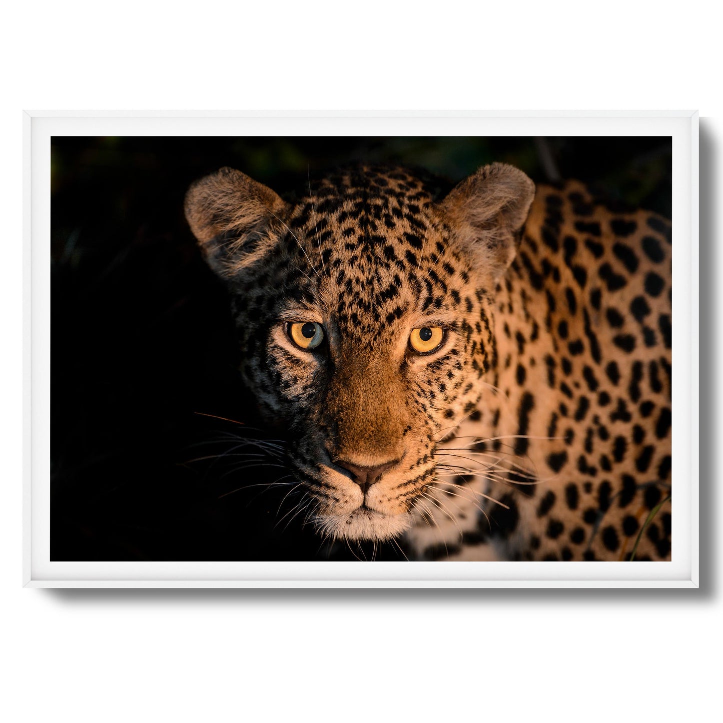 Leopard Gaze Framed Art