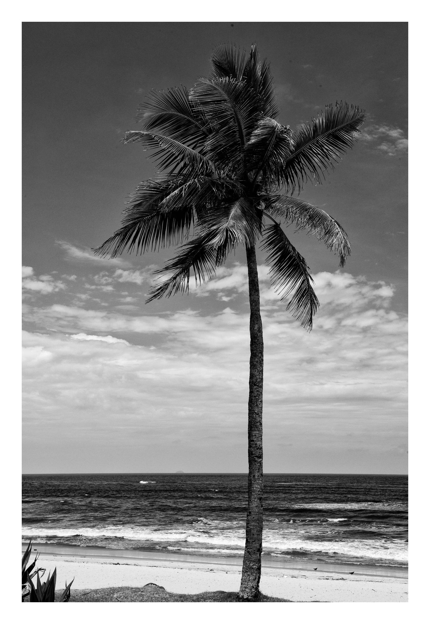 Lone Palm Black and White Framed Art