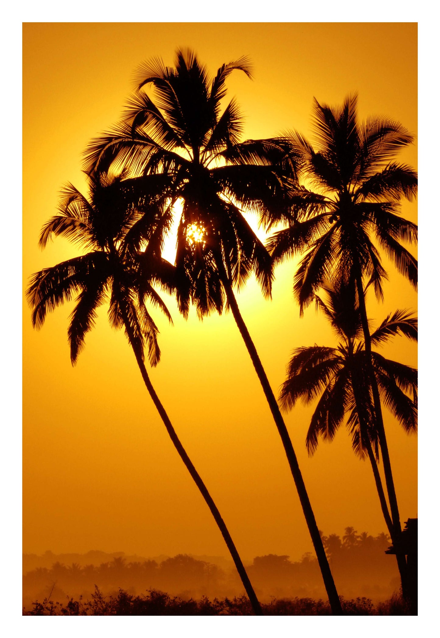 Palm Silhouettes at Sunset Framed Art