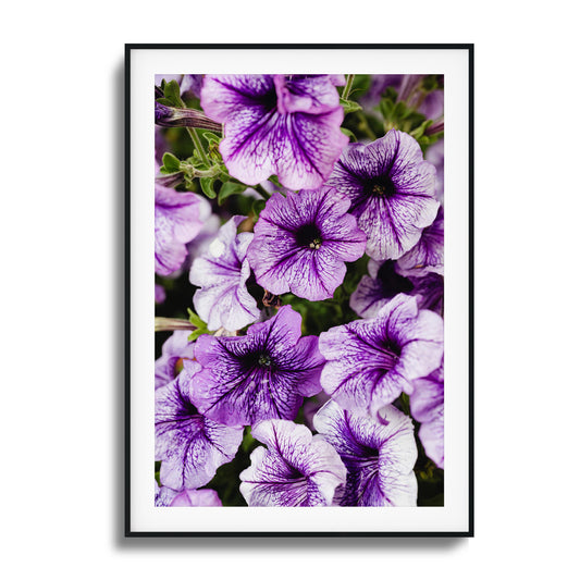 Close-up of radiant purple flowers with intricate petal patterns