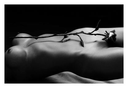 Rose and Nude Framed Art