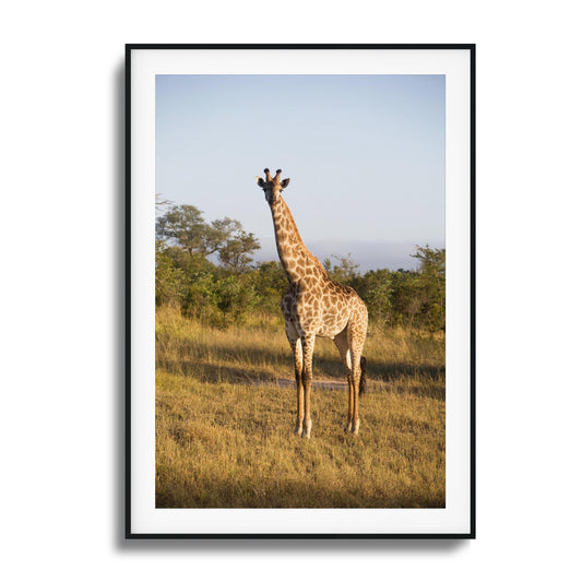 A giraffe standing in a sunny savannah