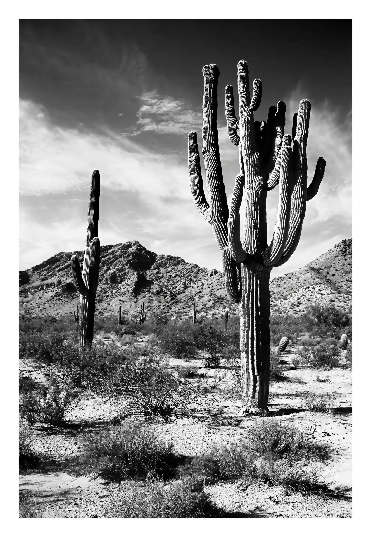 Saguaro Framed Art